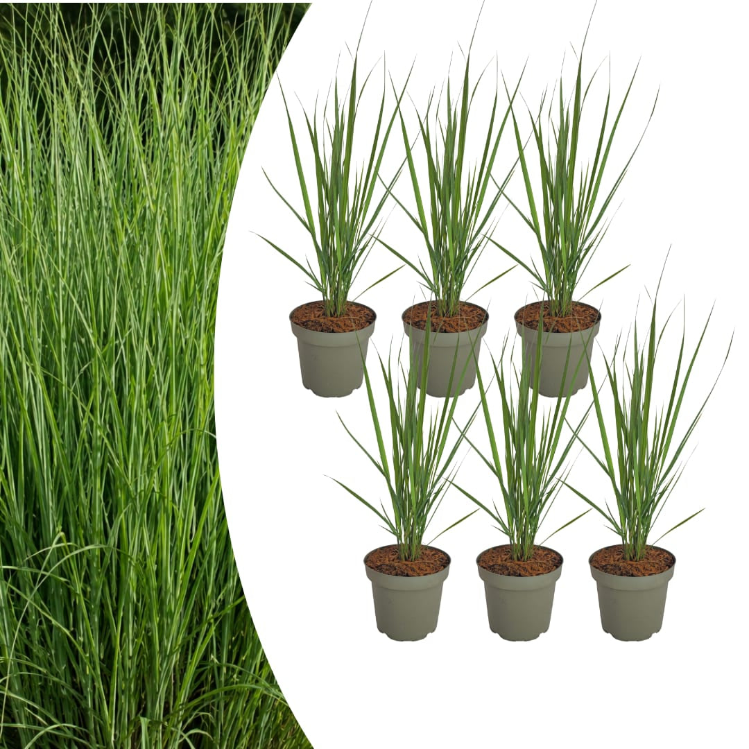 6x Rutenhirse Northwind Panicum virgatum Winterhartes aufrechtes Ziergras im 12cm Topf