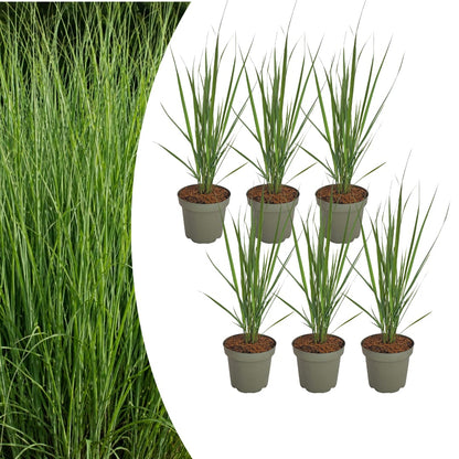 6x Rutenhirse Northwind Panicum virgatum Winterhartes aufrechtes Ziergras im 12cm Topf