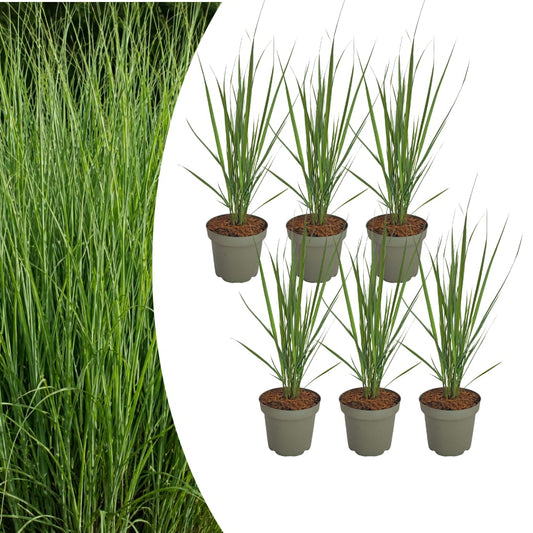 6x Rutenhirse Northwind Panicum virgatum Winterhartes aufrechtes Ziergras im 12cm Topf