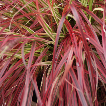 Mahagonigras – Uncinia rubra 'Everflame' – 4 Pflanzen – Immergrün – Ziergras mit rotem Laub – Pflegeleicht – Ø17cm – Höhe ca. 50 cm 