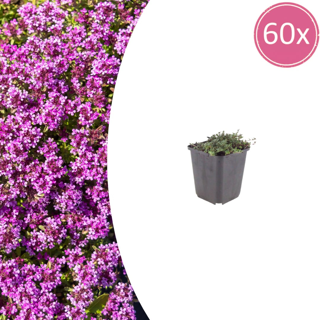 Thymus praecox Coccineus – 60 Pflanzen – Ø9cm – Höhe 10-25cm – Winterharter Bodendecker – Rotrosa Blüten – Trockenheitsresistent für Steingarten & Beet - Oasis of Life