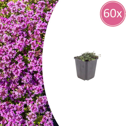 Thymus praecox Coccineus – 60 Pflanzen – Ø9cm – Höhe 10-25cm – Winterharter Bodendecker – Rotrosa Blüten – Trockenheitsresistent für Steingarten & Beet - Oasis of Life