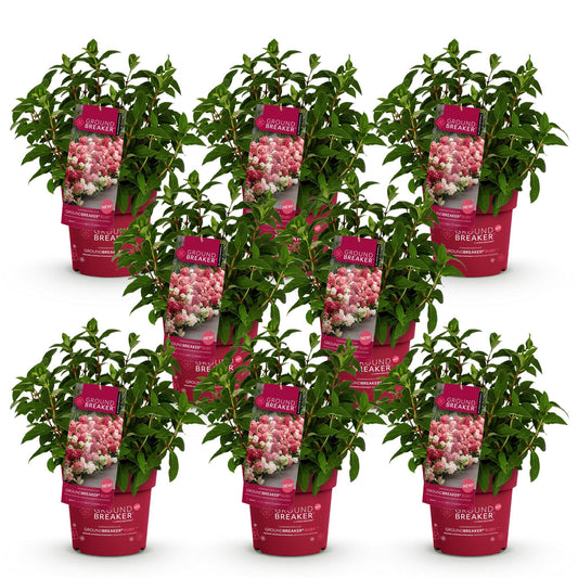 Green boutiQ - Gartenpflanze - Hydrangea panniculata Groundbreaker Ruby - Rispenhortensie - Winterhart - Rot - 8 Pflanzen - Topf 14cm - Höhe 20-25cm 