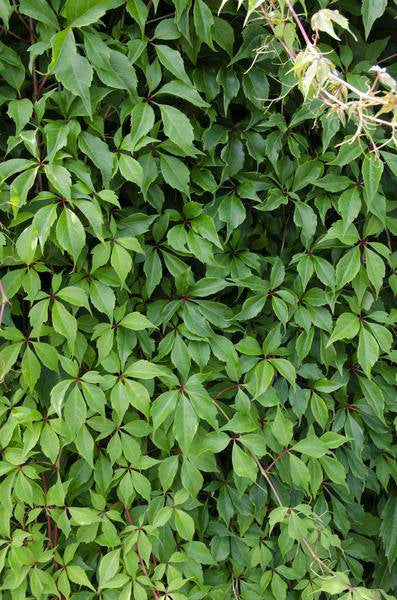 Wilder Wein - Parthenocissus q. var. 'Engelmannii' - ↨65cm - Ø15cm - 3 Stück 