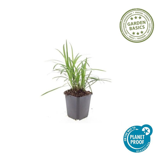 Glöckchentraube Liriope muscari 'Moneymaker' – ↕10-25cm – Ø9cm – 6 Pflanzen – Immergrün, Bodendecker, Violette Blüten, Pflegeleicht 
