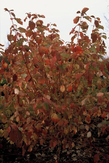 Roter Hartriegel – Cornus sanguinea 'Midwinter Fire' – ↑10-25cm – Ø9cm – 6 Pflanzen – Winterharter Zierstrauch, Leuchtende Zweige, Pflegeleicht 