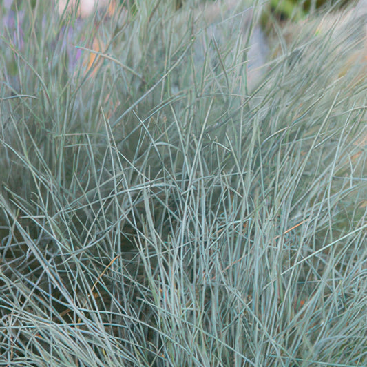 Blau-Schwingel – Festuca glauca 'Elijah Blue' – ↕10-25 cm – Ø9 cm – 6 Pflanzen – Ziergras – Blau-graues Gras – Pflegeleicht & Winterhart – Steingarten & Beete 