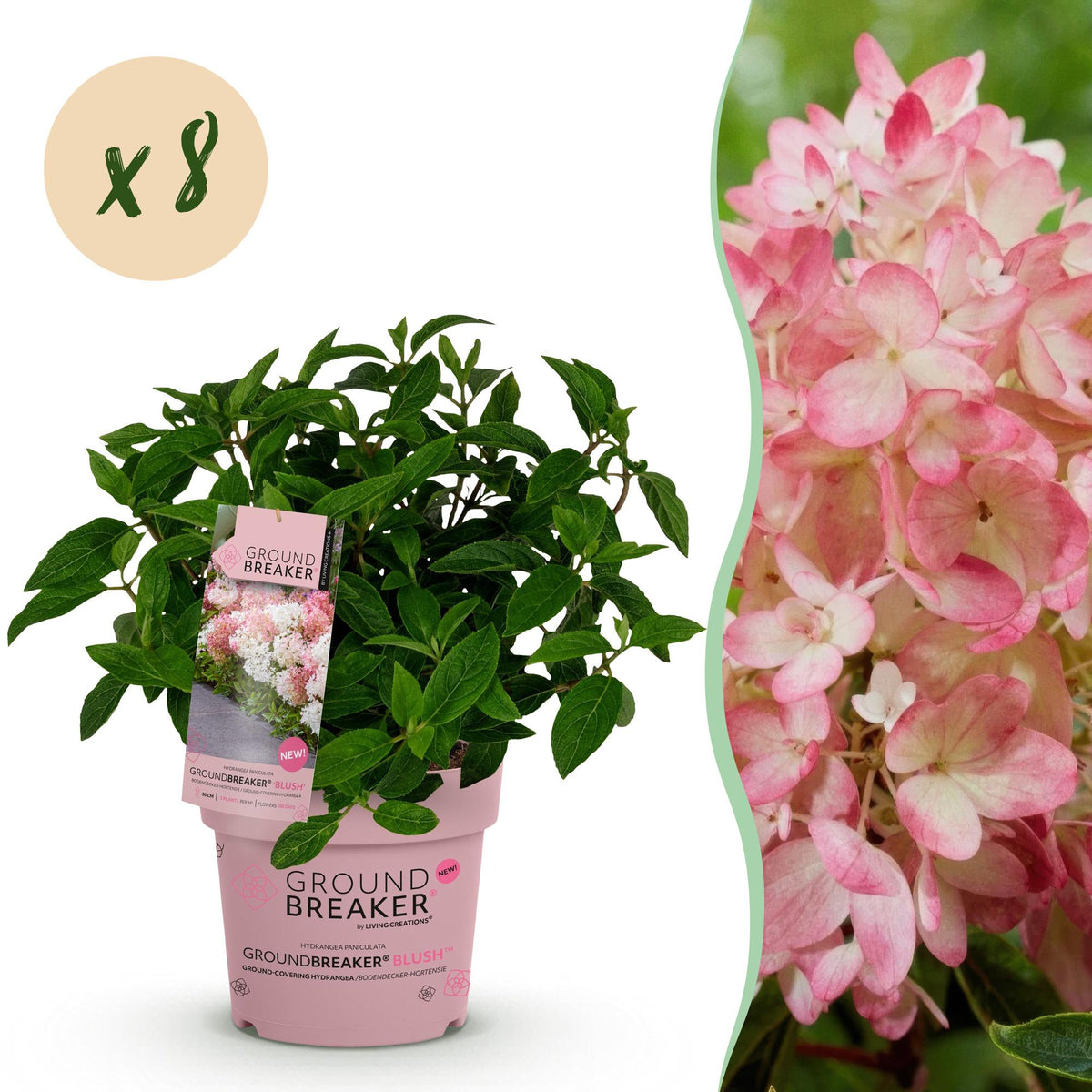 Rispenhortensie Hydrangea paniculata Groundbreaker Blush 8er Set – winterhart rosa – 14cm – Höhe 20-25cm – Blüte Spätsommer bis Herbst – für Beet, Hecke, Kübel, Balkon & Terrasse 
