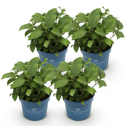 Hortensie Hydrangea Endless Summer Summer Love Purple 4er Set – frostbeständig lila – 14cm – Höhe 20-25cm – kompakt 90-120cm – lange Blüte für Beet, Hecke, Balkon & Terrasse 