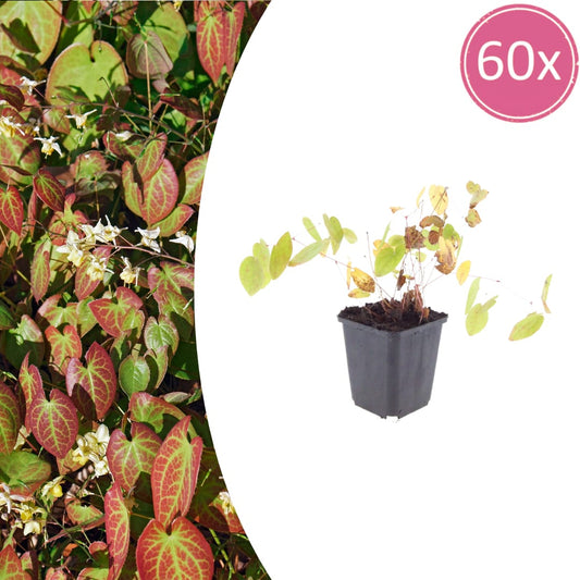 Epimedium youngianum Niveum Winterharte Bodendecker Staude für Schatten Ø9cm 60 Stück