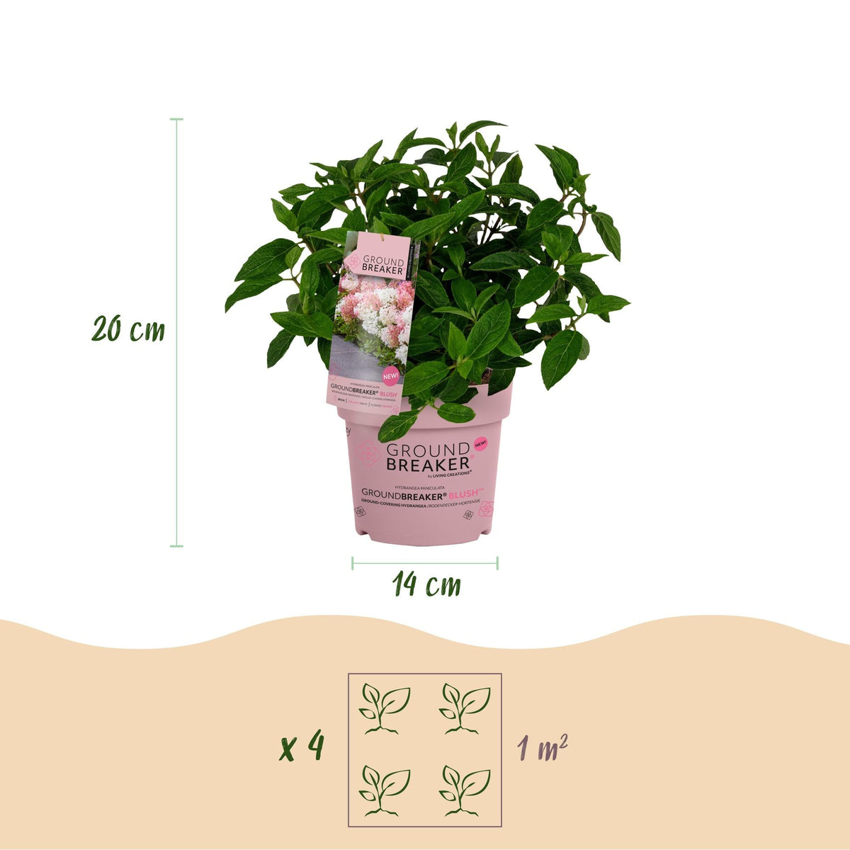 Green boutiQ - Gartenpflanze - Hydrangea panniculata Groundbreaker Blush - Pluimhortensia - Winterhart - Rosa - 2 Pflanzen - Topf 14cm - Höhe 20-25cm 