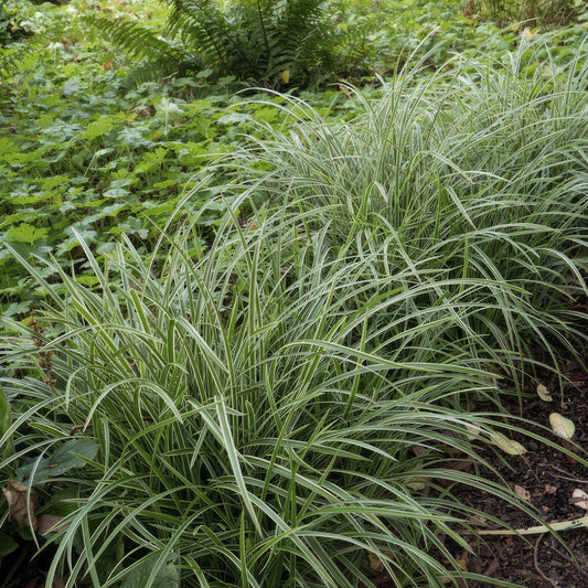 Weißrandige Segge Carex morrowii 'Ice Dance' – ↕10-25cm – Ø9cm – 6 Pflanzen – Immergrünes Ziergras – Bodendecker für Sonne & Schatten – Pflegeleicht