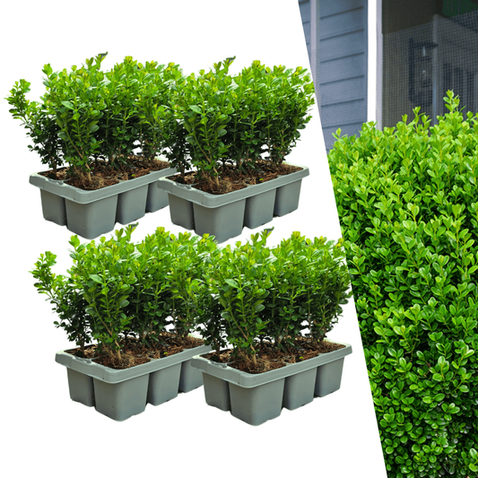 Buchsbaum – Buxus NewGen Freedom – 24 Pflanzen – Ø7 cm Topf – ca. 15 cm hoch – winterhart & pilzresistent – ideal für Hecken & Formschnitt 