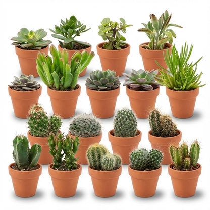 Mini Kakteen & Sukkulenten Mix – 18 Pflanzen – Ø8,1cm Terrakottatöpfe – Höhe 5–10cm – Pflegeleichte Zimmerpflanzen – Deko & Geschenkidee 