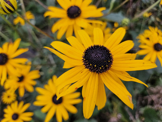 Leuchtender Sonnenhut Rudbeckia fulgida 'Goldsturm' – ↕10-25cm – Ø9cm – 6 Pflanzen – Gelbe Blüten – Bienenfreundlich – Pflegeleichte Staude – Sonniger Standort 