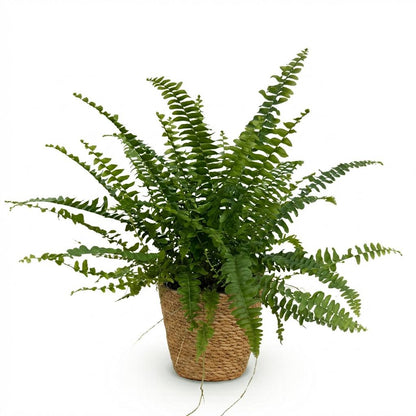 Green boutiQ - Zimmerpflanze - Nephrolepsis exaltata Green Lady - Farn - Haustierfreundliche Pflanze - Grün - 1 Pflanze - mit Korb - Topf 12cm - Höhe 25cm 