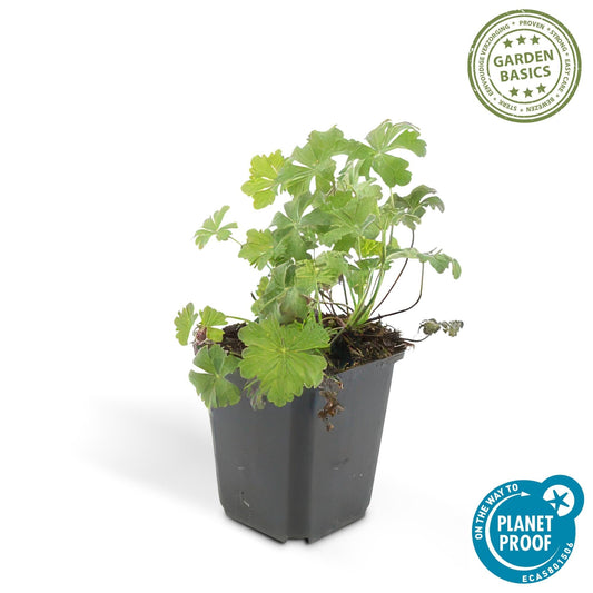 Cambridge Storchschnabel – Geranium cantabrigiense 'Biokovo' – ↕10-25 cm – Ø9 cm – 6 Pflanzen – Weiß-rosa Blüten – Bodendecker – Pflegeleicht – Sonne & Halbschatten 