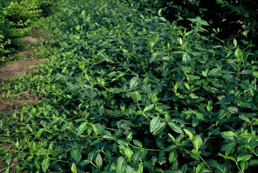 Spindelstrauch – Euonymus fortunei 'Dart's Blanket' – ↕10-25 cm – Ø9 cm – 6 Pflanzen – Bodendecker – Schattentolerant – Winterhart – Pflegeleicht 