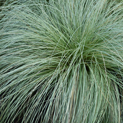 Neuseeland Segge Carex comans Frosted Curls – 2 Pflanzen Ø17cm – Immergrün – Pflegeleicht – Elegantes Ziergras mit silbernem Glanz – Höhe ca. 50cm 
