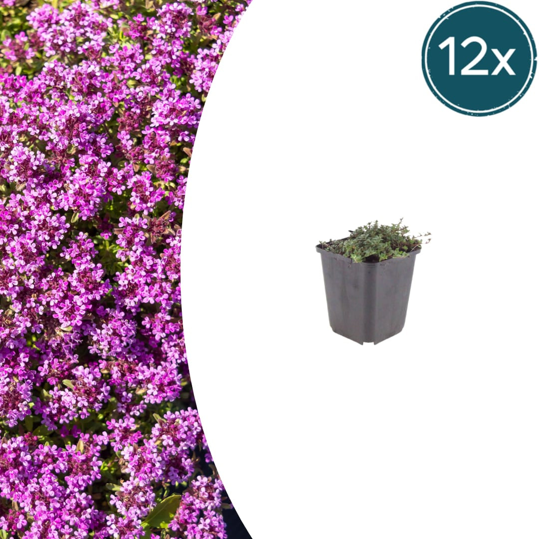 Thymian Thymus praecox Coccineus Bodendecker – 12 Pflanzen – Ø9cm – Höhe 10-25cm – Rosa Rot blühender Polsterthymian – Winterhart – Für Steingarten & Beet - Oasis of Life