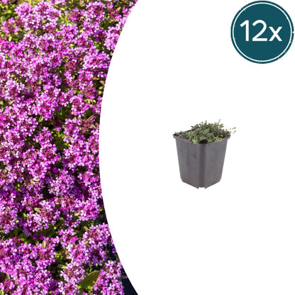 Thymian Thymus praecox Coccineus Bodendecker – 12 Pflanzen – Ø9cm – Höhe 10-25cm – Rosa Rot blühender Polsterthymian – Winterhart – Für Steingarten & Beet - Oasis of Life