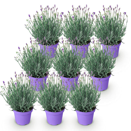 Green boutiQ - Gartenpflanze - Lavandula angustifolia Munstead - Lavendel - Winterhart - Lila - 9 Pflanzen - Topf 12cm - Höhe 15-25cm 