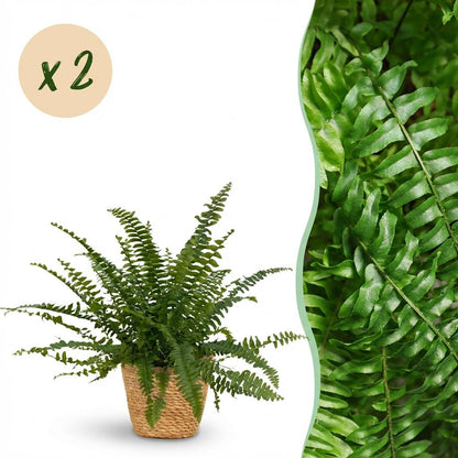 Green boutiQ - Zimmerpflanze - Nephrolepsis exaltata Green Lady - Farn - Haustierfreundliche Pflanze - Grün - 2 Pflanzen - mit Korb - Topf 12cm - Höhe 25cm 