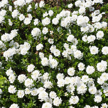 Iberis sempervirens Schneeflocke Winterharte Bodendecker Staude Ø9cm 6 Stück