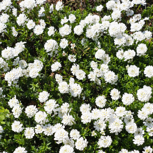 Iberis sempervirens Schneeflocke Winterharte Bodendecker Staude Ø9cm 6 Stück