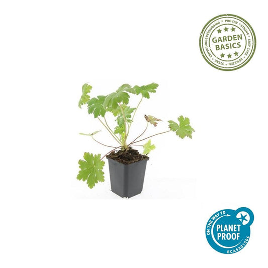 Balkan-Storchschnabel Geranium macr. 'Ingwersen's Var.' – ↕10-25cm – Ø9cm – 6 Pflanzen – Winterharter Bodendecker mit zartrosafarbenen Blüten – Duftendes Laub – Für Beete & schattige Bereiche – Pflegeleicht & robust 