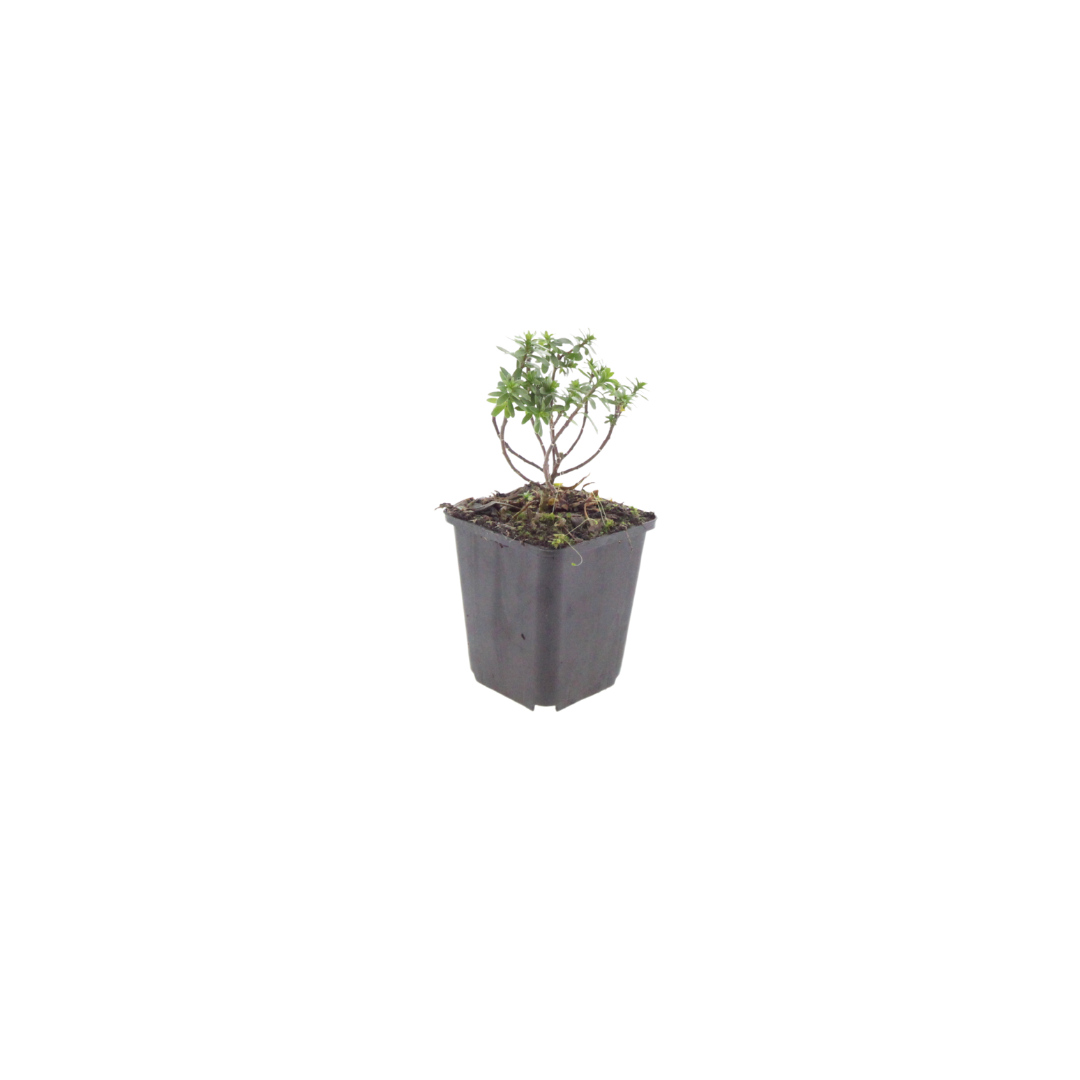Iberis sempervirens Schneeflocke Winterharte Bodendecker Staude Ø9cm 6 Stück