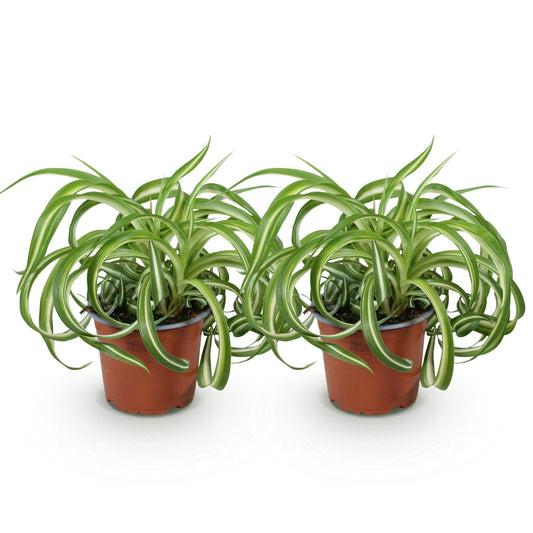 Green boutiQ - Zimmerpflanze - Chlorophytum comosum Bonnie - Gewelltes Grünlilie - Haustierfreundlich - Bunt - 2 Pflanzen - Topf 12cm - Höhe 20-25cm 