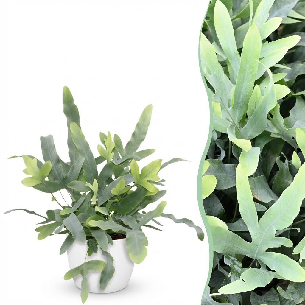Green boutiQ - Zimmerpflanze - Phlebodium aureum Blue Star - Blaue Farn - Haustierfreundliche Pflanze - Blau - 1 Pflanze - mit Potter Weiß - Topf 12cm - Höhe 25cm 