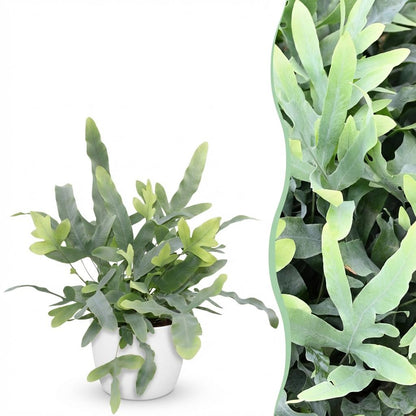 Green boutiQ - Zimmerpflanze - Phlebodium aureum Blue Star - Blaue Farn - Haustierfreundliche Pflanze - Blau - 1 Pflanze - mit Potter Weiß - Topf 12cm - Höhe 25cm 