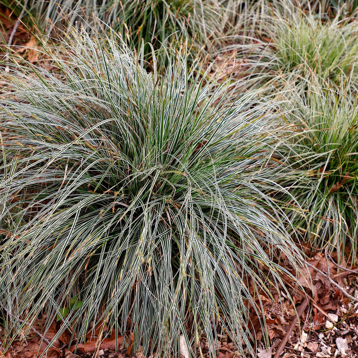 Grünweiße Segge Carex oshimensis Everest – 2 Pflanzen – Ø17cm – Immergrün, winterhart & pflegeleicht – Weiß-grüne Blätter – Höhe ca. 50cm – Vielseitig & langlebig 