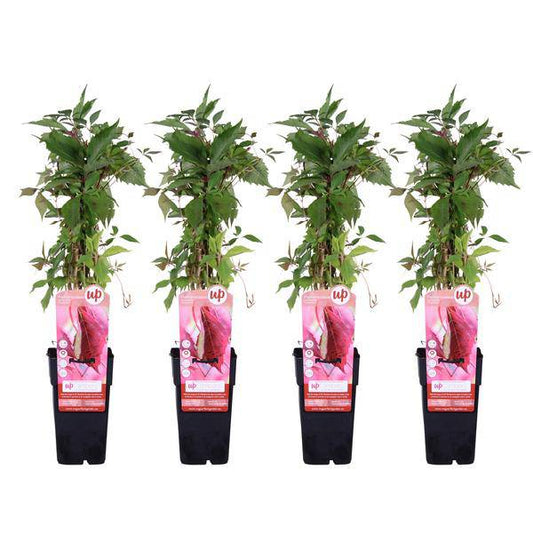 Wilder Wein - Parthenocissus q. var. 'Engelmannii' - ↨65cm - Ø15cm - 4 Stück 
