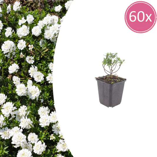 Iberis sempervirens Schneeflocke Ø9cm 60 Stück
