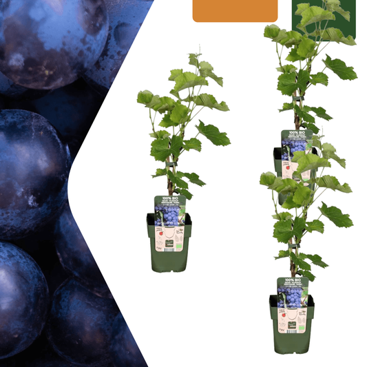 Bio Weintraube Vitis vinifera – Biologische Weinpflanzen – Ø13cm – ↨20cm – 3 Pflanzen – Frostbeständig & Vieltragend – Für Garten, Terrasse & Balkon 