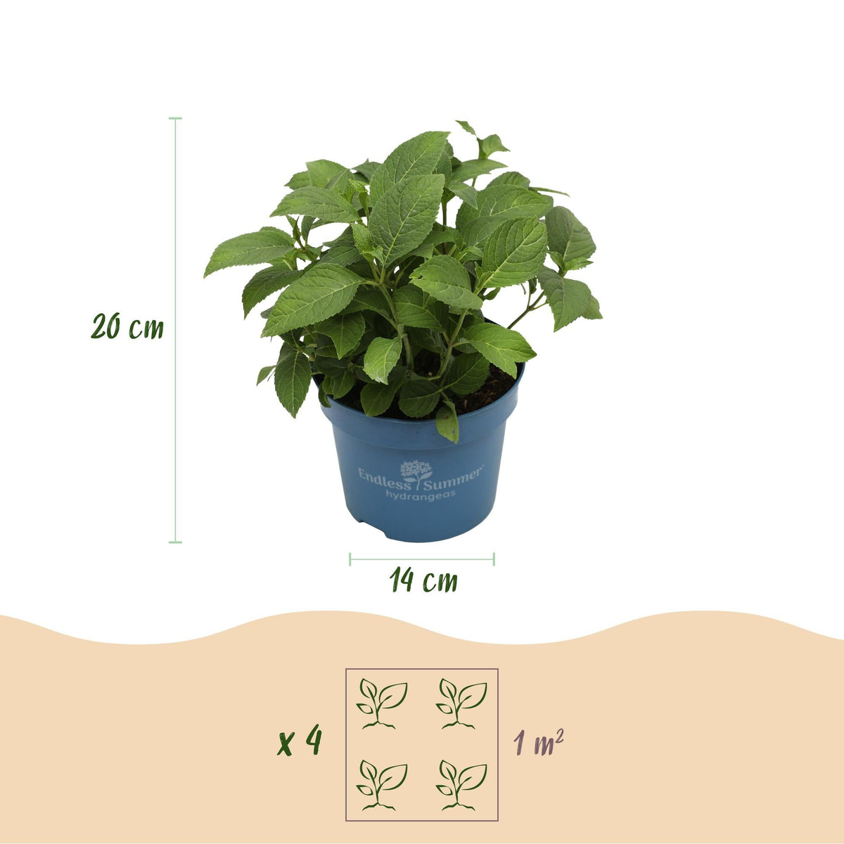 Green boutiQ - Gartenpflanze - Hydrangea Endless Summer Summer Love Purple - Hortensie - Frostbeständig - Lila - 2 Pflanzen - Topf 14 cm - Höhe 20-25 cm 
