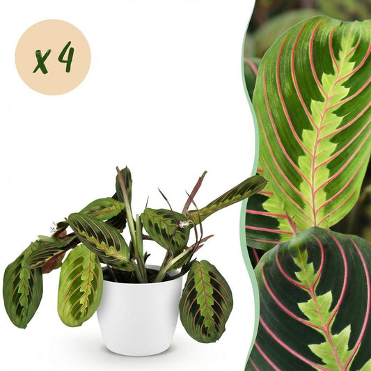 Green boutiQ - Zimmerpflanze - Maranta Fascinator Tricolour - Gebetsblatt - Haustierfreundliche Pflanze - Grün - 4 Pflanzen - mit Potter Weiß - Topf 12cm - Höhe 25cm 