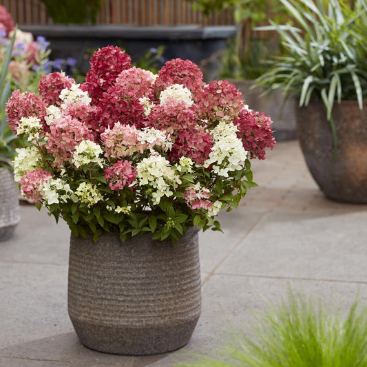 Green boutiQ - Gartenpflanze - Hydrangea panniculata Groundbreaker Ruby - Rispenhortensie - Winterhart - Rot - 2 Pflanzen - Topf 14cm - Höhe 20-25cm 