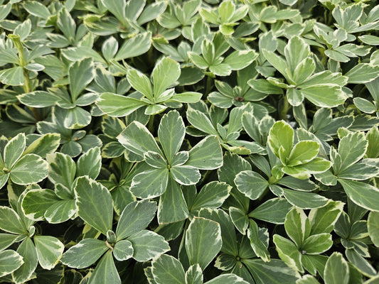 Schattengrün Pachysandra terminalis 'Variegata' – ↕10-25cm – Ø9cm – 6 Pflanzen – Immergrüner Bodendecker – Cremeweiße Blätter – Pflegeleicht & Winterhart 
