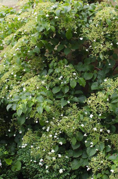 Kletter-Hortensie - Hortensie petiolaris - ↨65cm - Ø15cm - 3 Stück 