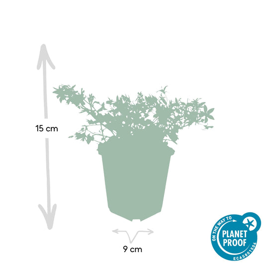 Campanula poscharskyana 'Stella' – Hängepolster-Glockenblume – Blaue Blüten – ↕10-25 cm – Ø9 cm – 6 Pflanzen – Überhängend & pflegeleicht – Für Beete, Mauern & Balkon 