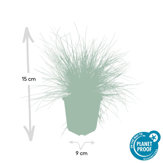 Blau-Schwingel – Festuca glauca 'Elijah Blue' – ↕10-25 cm – Ø9 cm – 6 Pflanzen – Ziergras – Blau-graues Gras – Pflegeleicht & Winterhart – Steingarten & Beete 