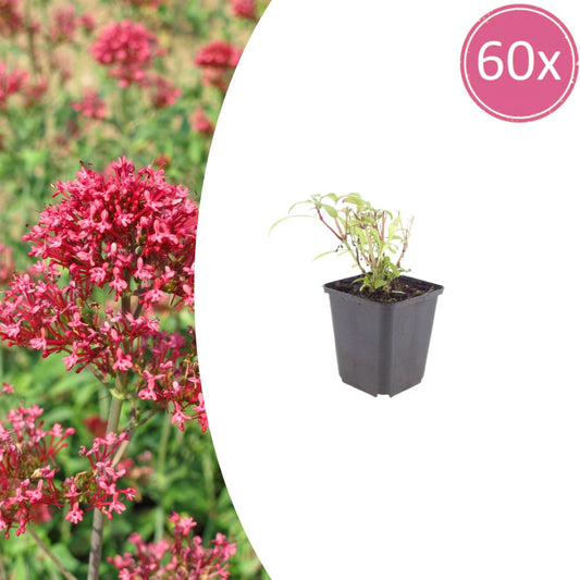 Rote Spornblume Centranthus ruber Coccineus Sommerblühende Staude für Sonne & trockene Standorte Ø9cm 60 Stück