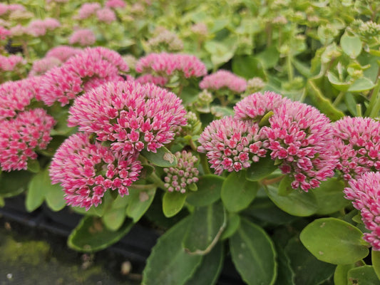 Hohes-Fettblatt Sedum 'Herbstfreude' – ↕10-25cm – Ø9cm – 6 Pflanzen – Winterhart – Trockenheitstolerant – Bienenfreundlich – Spätsommerblüte 