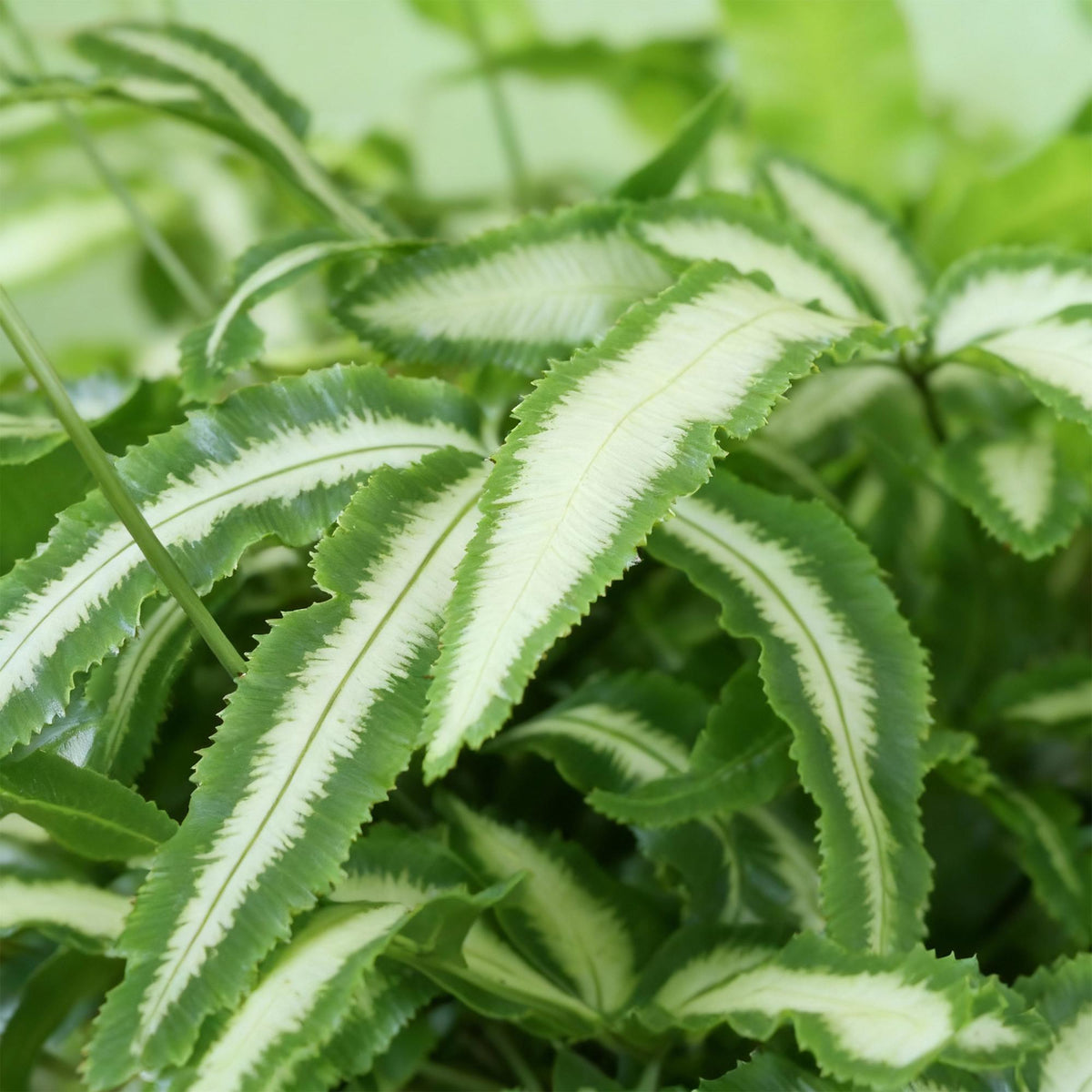 Green boutiQ - Zimmerpflanze - Pteris cretica Albolineata - Schwertfarn - Haustierfreundliche Pflanze - Grün - 1 Pflanze - mit Korb - Topf 12cm - Höhe 20cm 