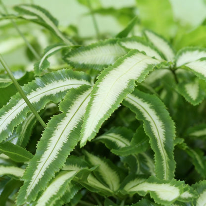 Green boutiQ - Zimmerpflanze - Pteris cretica Albolineata - Schwertfarn - Haustierfreundliche Pflanze - Grün - 1 Pflanze - mit Korb - Topf 12cm - Höhe 20cm 