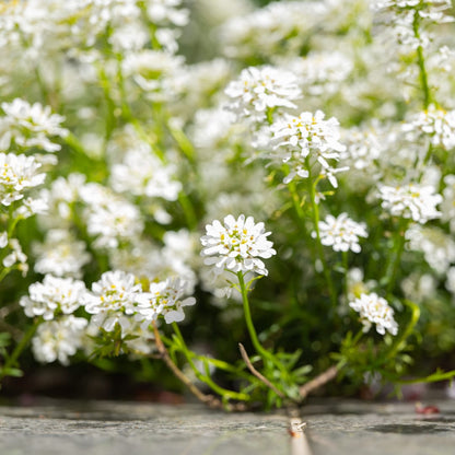 Iberis sempervirens Schneeflocke Winterharte Bodendecker Staude Ø9cm 6 Stück